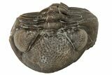 Wide, Enrolled Eldredgeops Trilobite Fossil - Ohio #188905-2